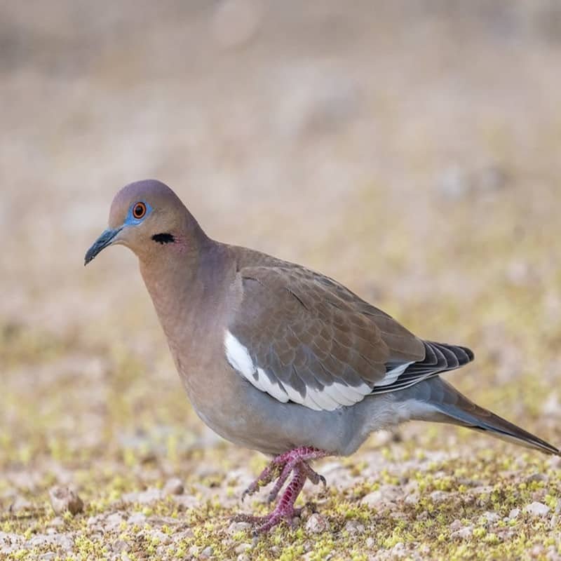 Zenaida Asiatica – White-Winged Dove