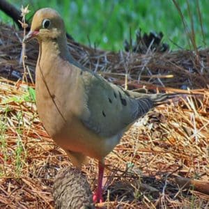 ZenaidaMacroura - Mourning Dove found in the US