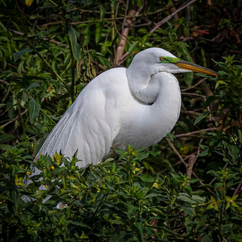 Ardea Alba - Great Egret found in the US