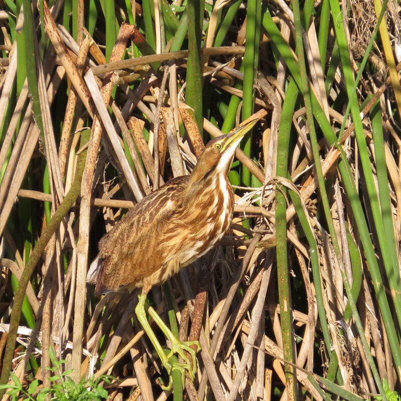 Botaurus Lentiginosus - American Bittern found in the US