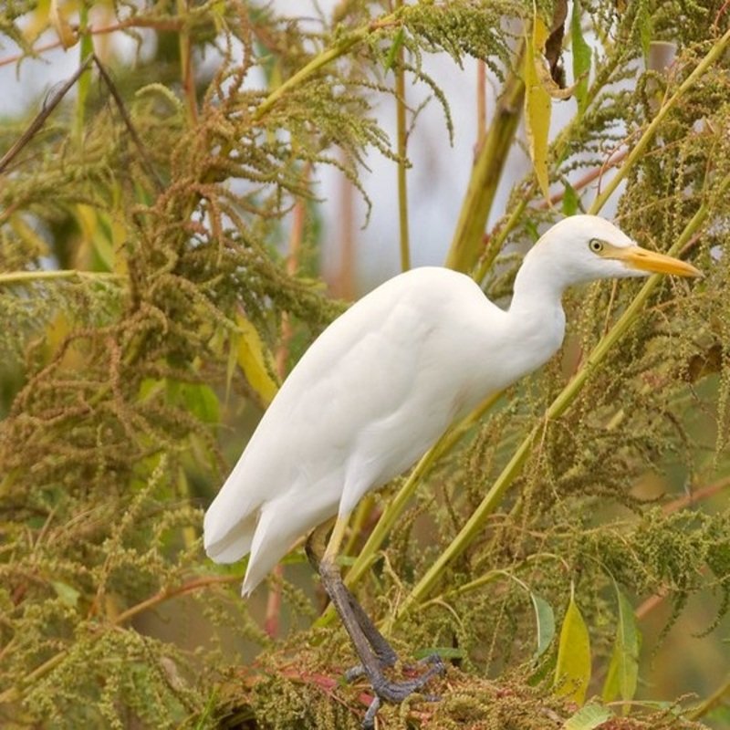 Bubulcus Ibis - Cattle Egret found in the large portion of US
