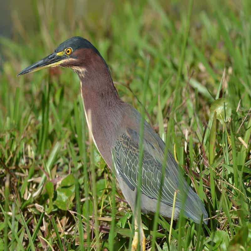 Butorides Virescens - Green Heron found in the US