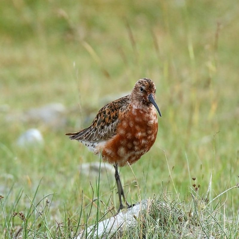 Calidris Ferruginea – Curlew Sandpiper