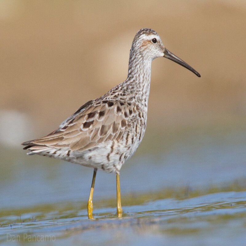 Calidris Himantopus - Stilt Sandpiper found in the US