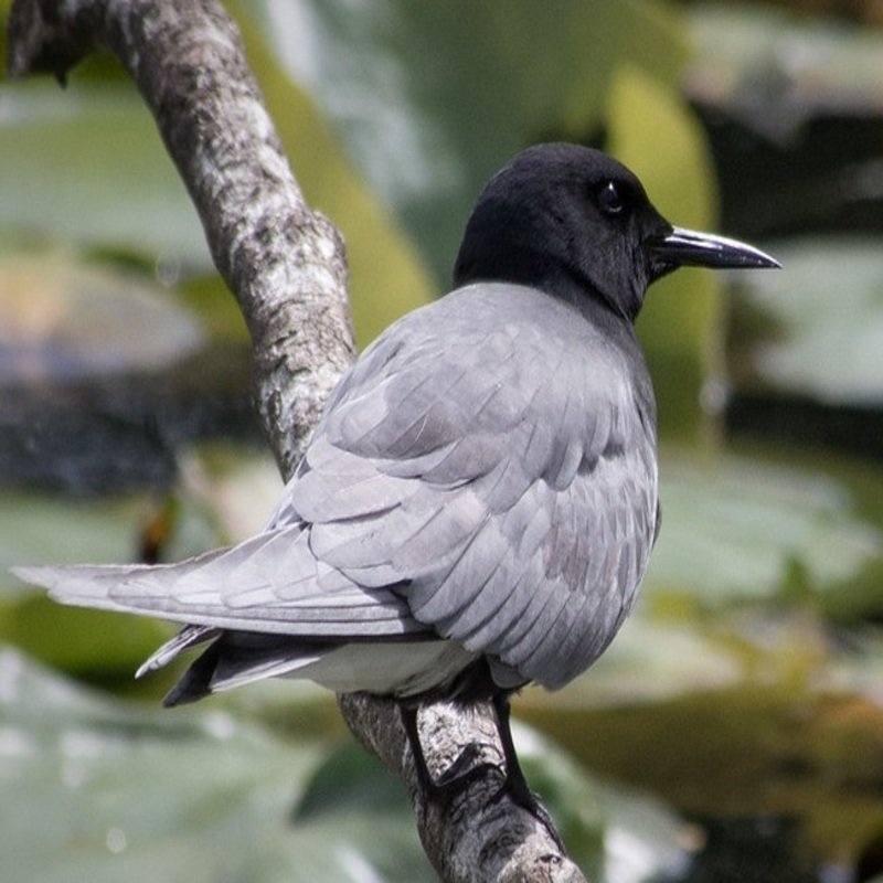 Chlidonias Niger - Black Tern found migrating around US