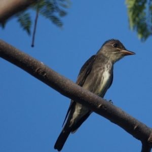 Contopus Cooperi - Olive-Sided Flycatcher migrating around US