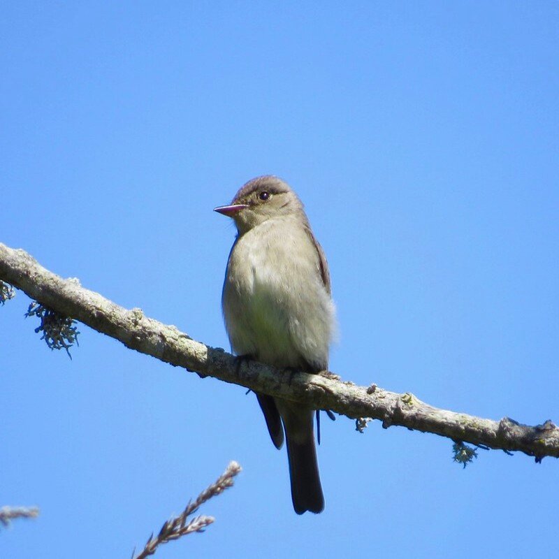 Contopus Sordidulus - Western Wood-Pewee found in western US