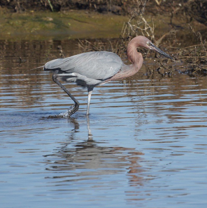 Egretta Rufescens - Reddish Egret. found in coastal part of Eastern US