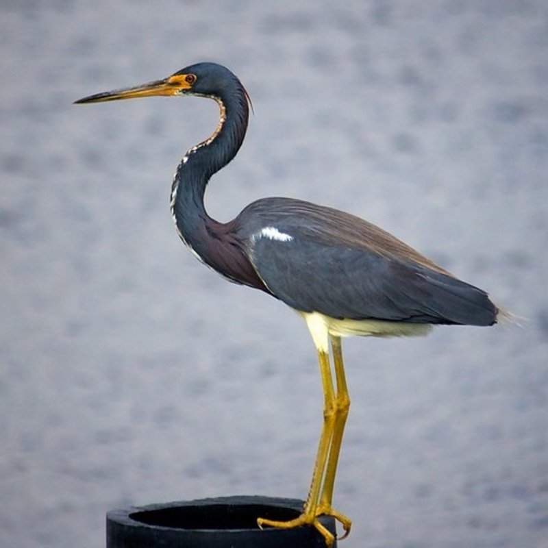 Egretta Tricolor - Tricolored Heron found in the US