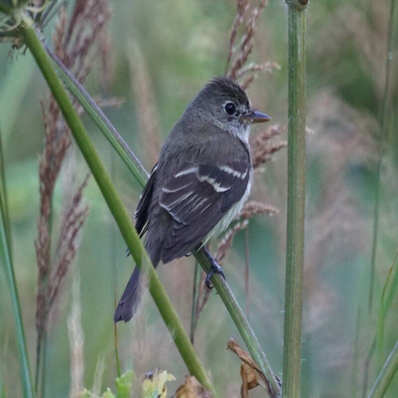 Empidonax Alnorum - Alder Flycatcher found in the US