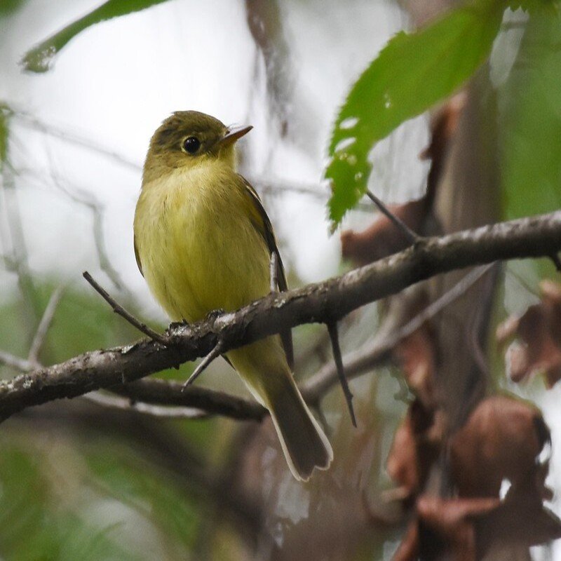 Empidonax Flavive - Yellow-Bellied Flycatcher found in the US