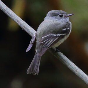 Empidonax Hammondii - Hammond's Flycatcher found in the western part of US