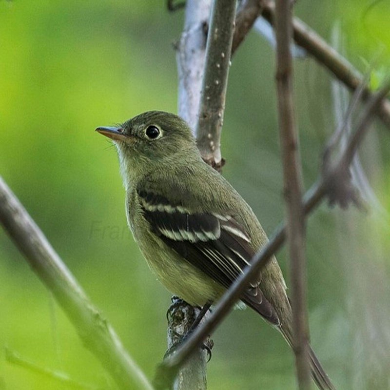 Empidonax Minimus - Least Flycatcher found in the United States