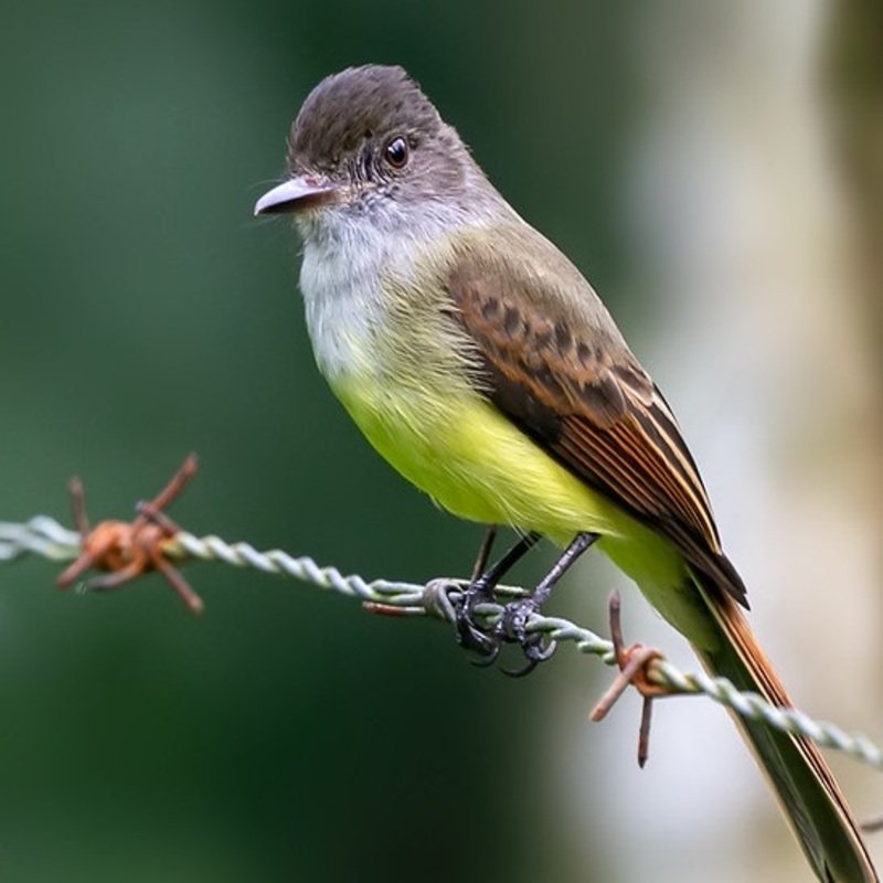 Empidonax Oberholseri – Dusky Flycatcher