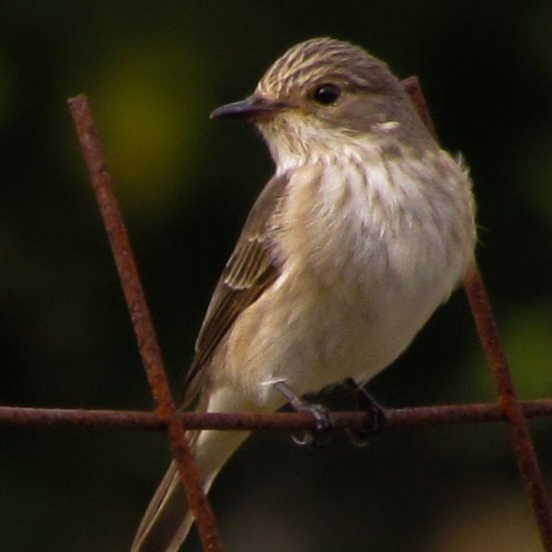 Empidonax Traillii - Willow Flycatcher found in the US