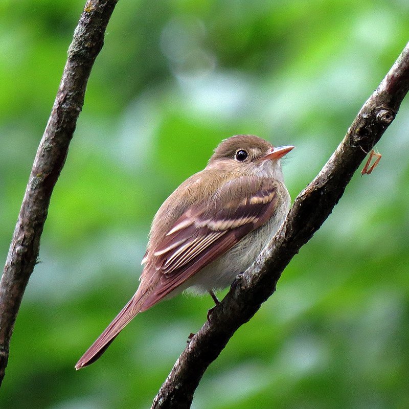 Empidonax Virescens – Acadian Flycatcher