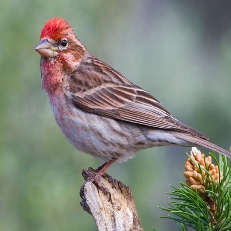 Haemorhous Cassinii - Cassin's Finch found in the US