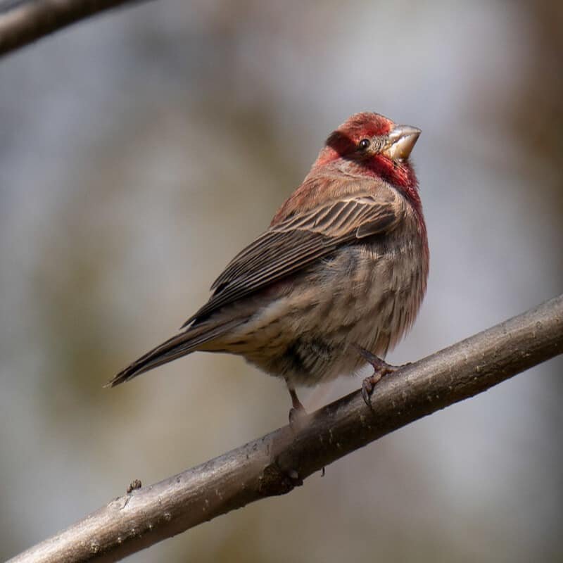 Haemorhous Mexicanus - House Finch found in the US