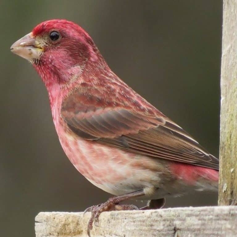 Haemorhous Purpureus - Purple Finch - USA Birds