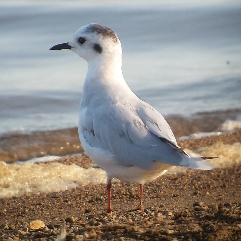 Hydrocoloeus Minutus - Little Gull found in the US