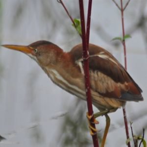 Ixobrychus Exilis - Least Bittern found in the US