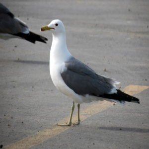 Larus Californicus - California Gull found in the US