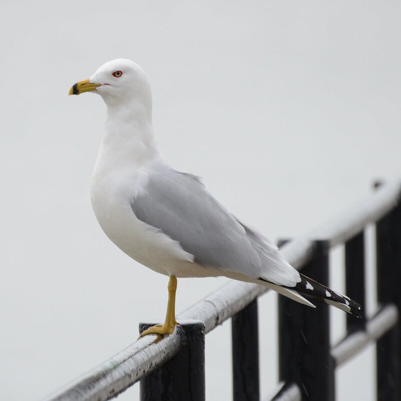Larus Delawarensis – Ring-Billed Gulls