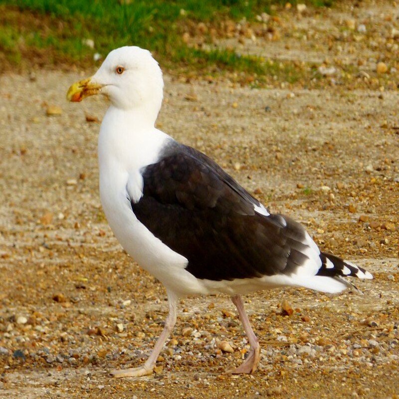 Larus Fuscus - Lesser Black-Backed Gull found in the US