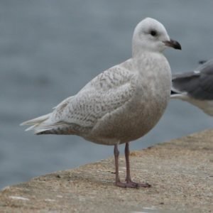 Larus Glaucoides - Iceland Gull found in the US
