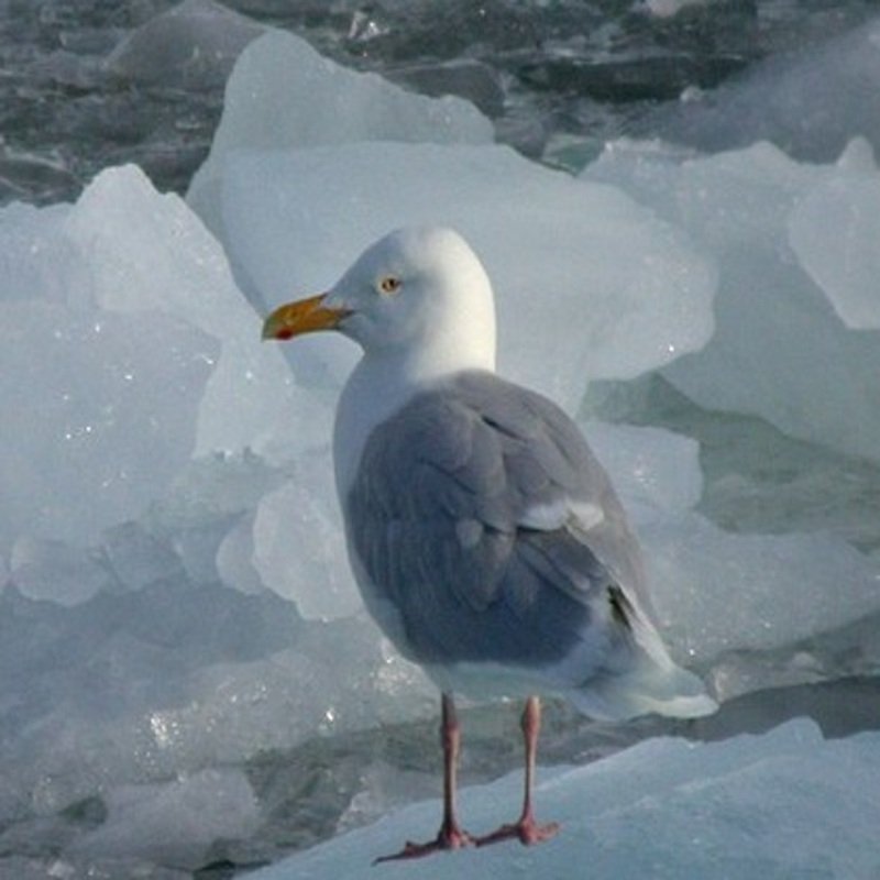 Larus Hyperboreus - Glaucous Gull found in the US