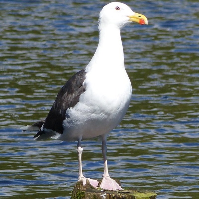 Larus Marinus - Great Black-Backed Gull found in the US