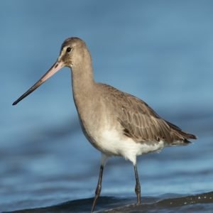 Limosa Haemastica - Hudsonian Godwit found in the US
