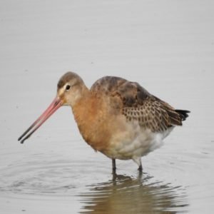 Limosa Limosa - Black- Tailed Godwit found in the US