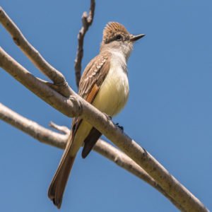 Myiarchus Cinerascens - Ash-Throated Flycatcher found in the US