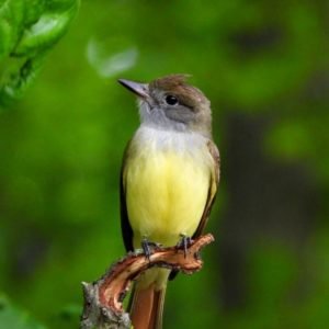 Myiarchus Crinitus - Great Crested Flycatcher found in the US