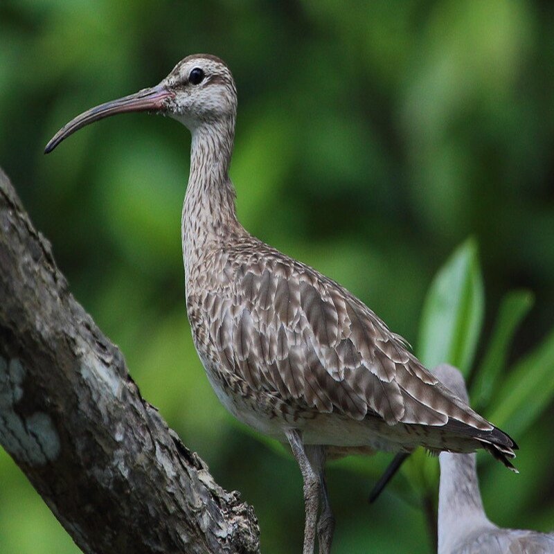 Numenius Phaeopus - Whimbrel found in the central part of US