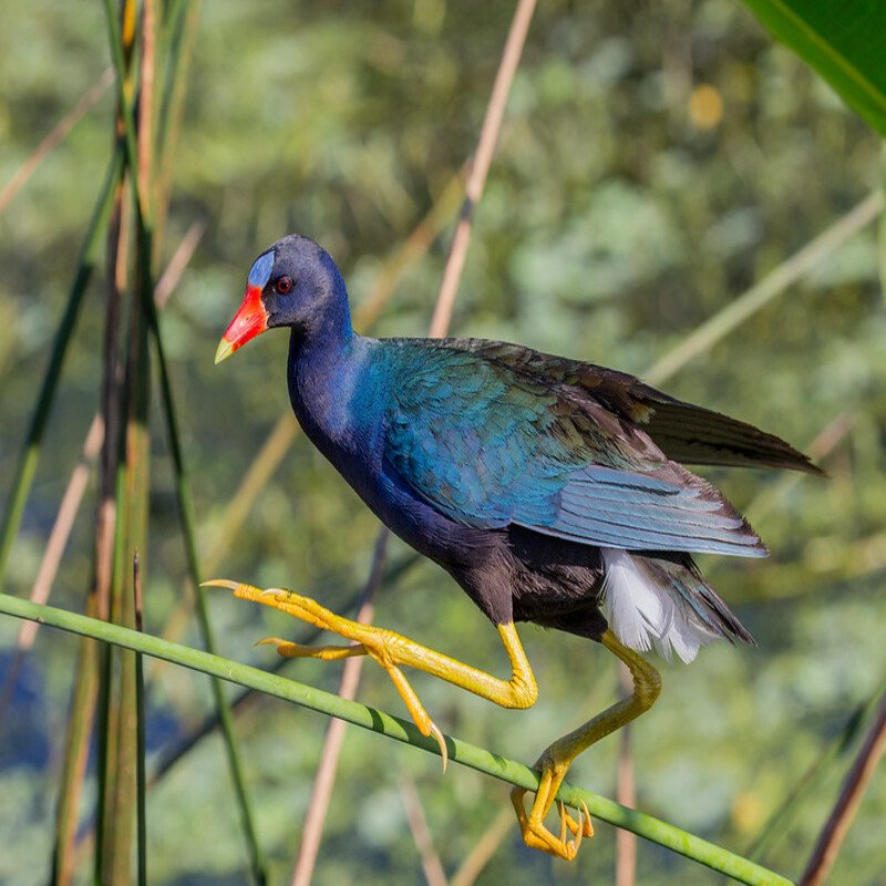 Porphyrio Martinicus - Purple Gallinule found in the Eastern part of US