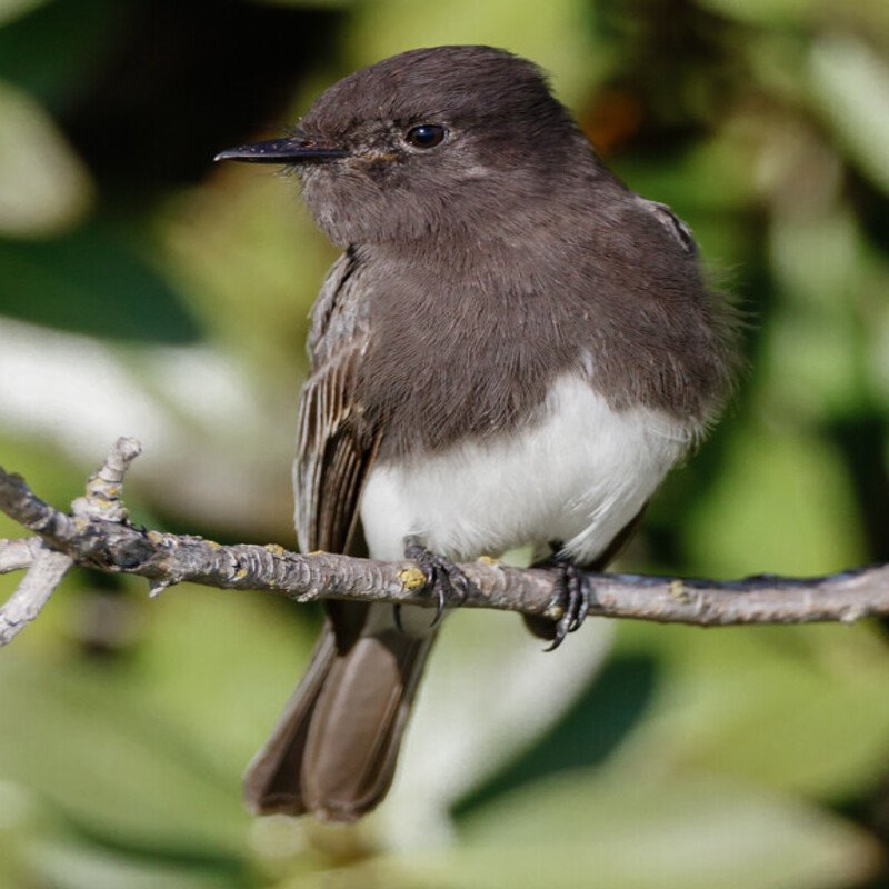 Sayornis Nigricans - Black Phoebe found in the US