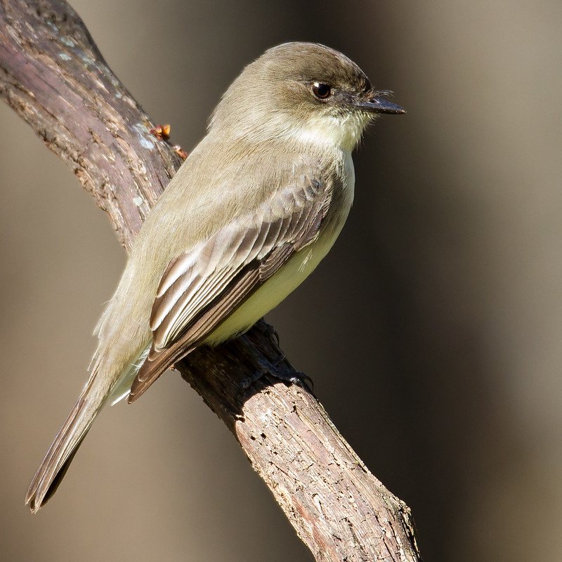 Sayornis Phoebe - Eastern Phoebe found in the US