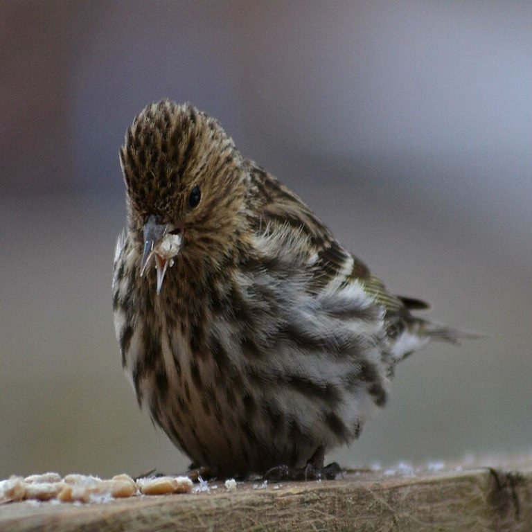 Spinus Pinus - Pine Siskin - USA Birds