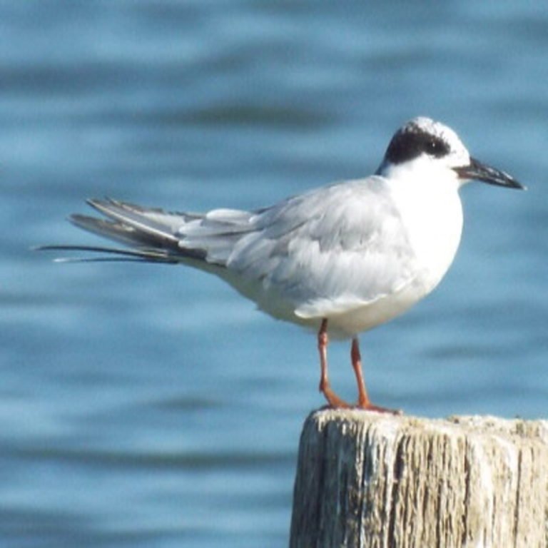 Sterna Forsteri Forsters Tern Usa Birds 0458