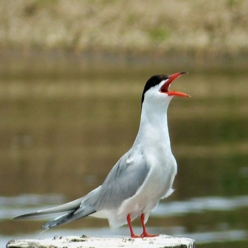 Sterna Hirundo – Common Tern