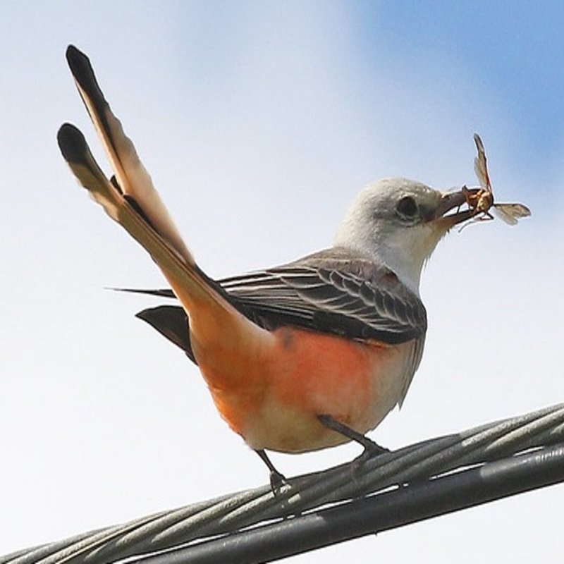 Tyrannus Forficatus - Scissor-Tailed Flycatcher found in the US