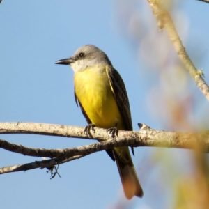 Tyrannus Melancholicus - Tropical Kingbird found in the coastal area of the south of US