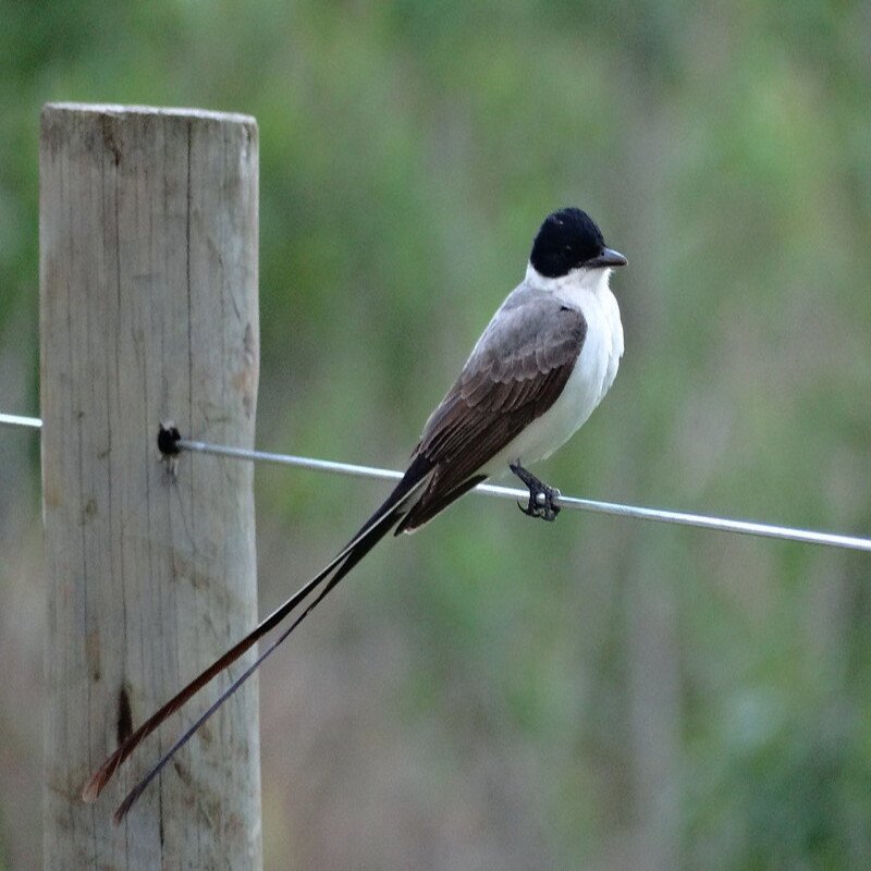 Tyrannus Savana - Fork-Tailed Flycatcher found scathered in the US