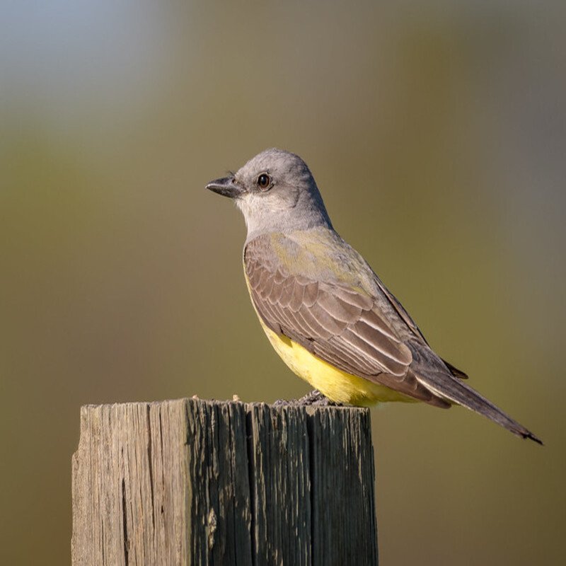 Tyrannus Verticalis - Western Kingbird found in the US