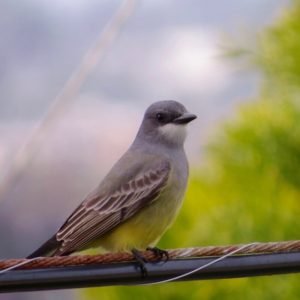 Tyrannus Vociferans - Cassin's Kingbird found in the US