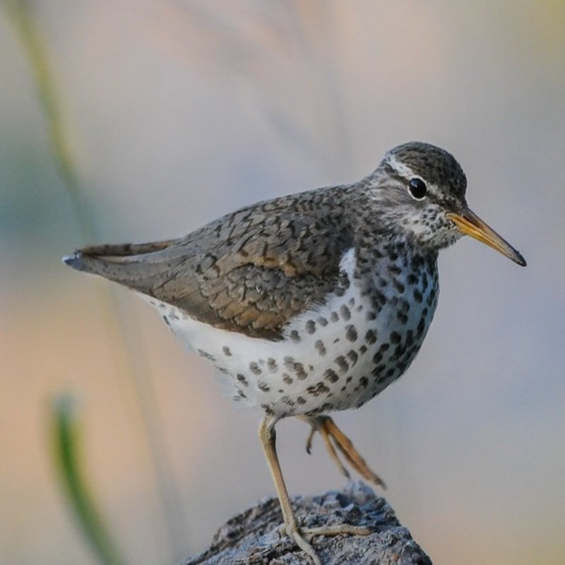 Actitis Macularius - Spotted Sandpiper found in the US