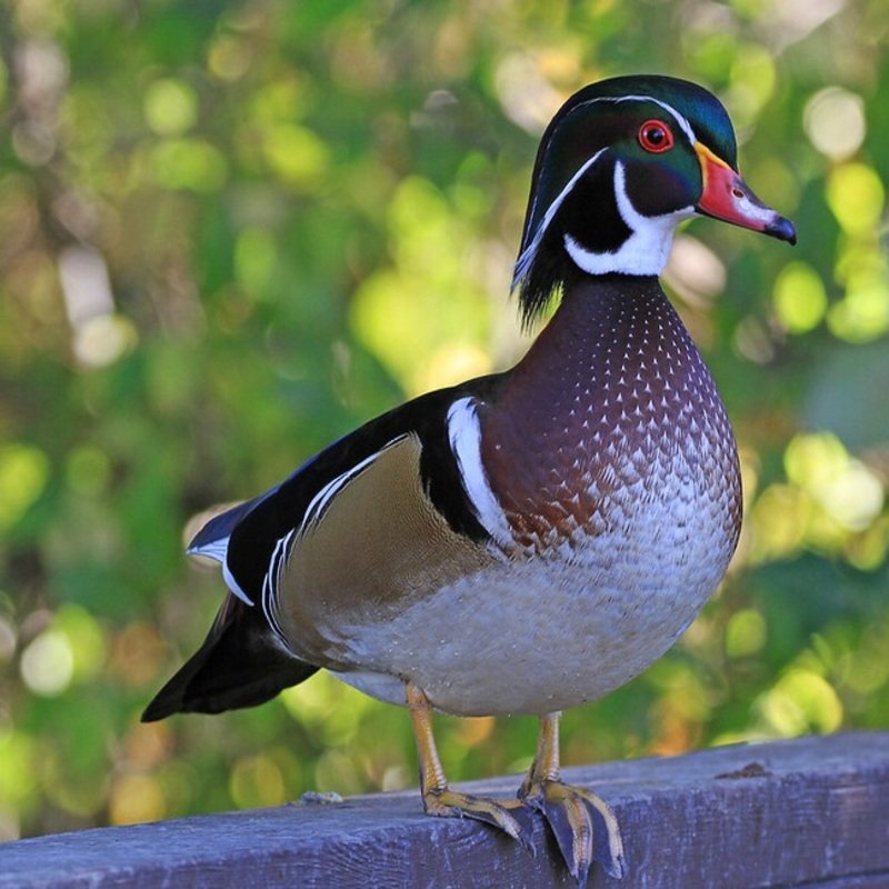 Aix Sponsa - Wood Duck found in the US