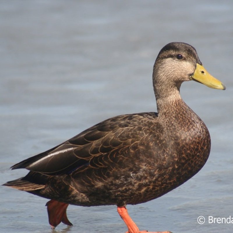 Anas Rubripes - American Black Duck found in the US